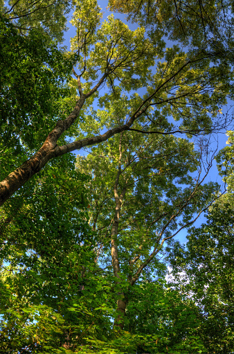 Green tree crown with fresh leaves and blue sky.