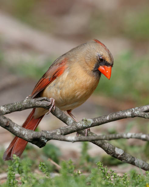 istock Female Northern Cardinal 1440620623