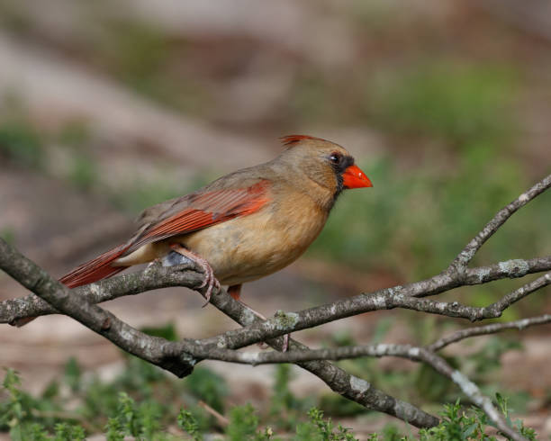 istock Female Northern Cardinal 1440620627