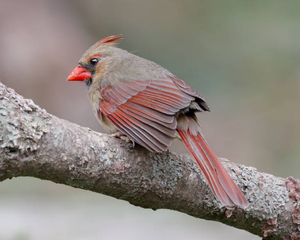 istock Female Northern Cardinal 1440620724