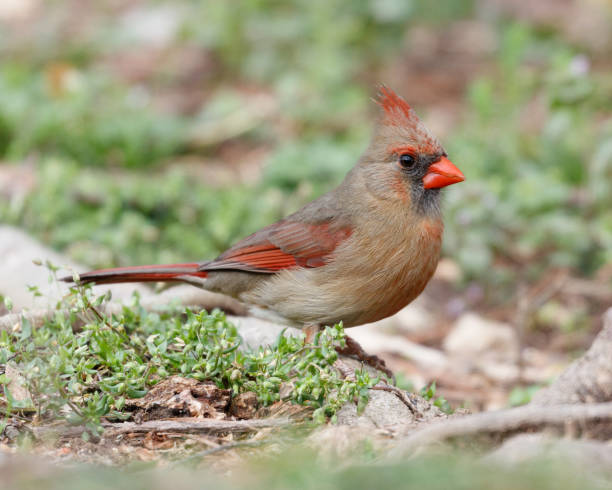 istock Female Northern Cardinal 1440620806