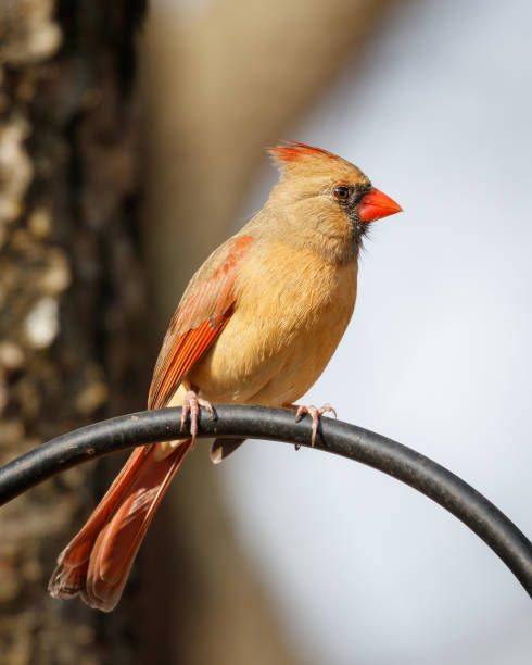 Female Northern Cardinal Female Northern Cardinal in Natural Surroundings female cardinal bird stock pictures, royalty-free photos & images
