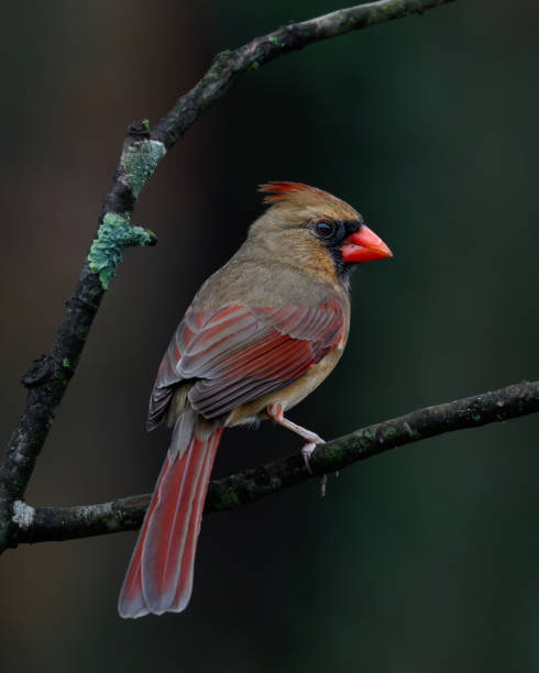 istock Female Northern Cardinal 1440621102