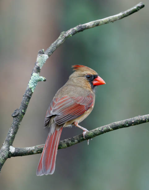 istock Female Northern Cardinal 1440621112