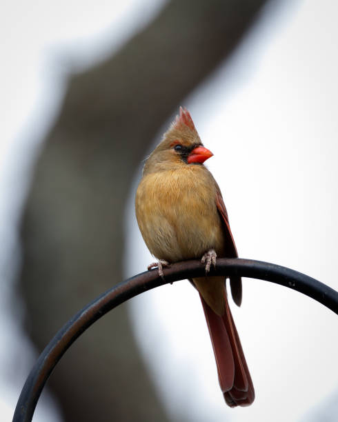 istock Female Northern Cardinal 1440621117