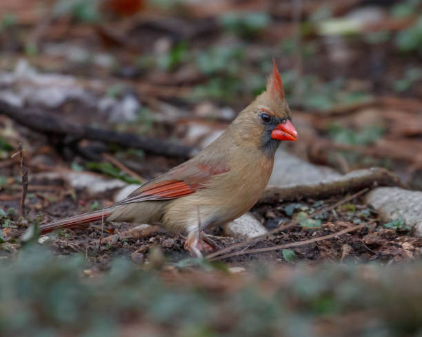 istock Female Northern Cardinal 1440621204