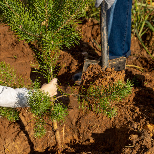 istock Father and son planting a pine tree together 1440621225