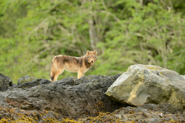 istock Vancouver Island Wolf, Vargas Island, BC Canada 1440623719