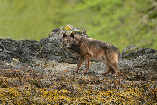 Vancouver Island wolf photographed on Vargas Island, west coast Vancouver Island, BC Canada