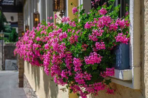 istock Beautiful pink flowers pelargonium hang-downing in macro 1440623778