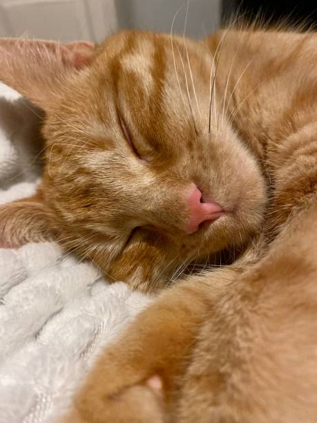istock Cute Ginger tabby female young cat asleep close up. 1440623897