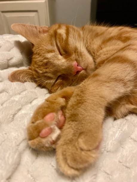 istock Cute ginger tabby kitten cat asleep close up on paws. 1440623917