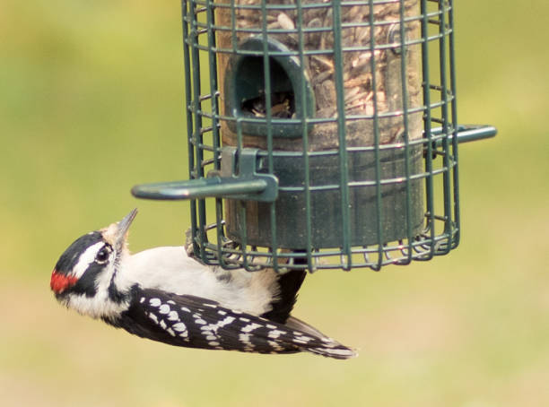 istock Downy Woodpecker (Picoides pubescens) Massachusetts, USA 1440625587