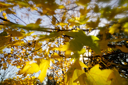 Autumn leaf color in Canada