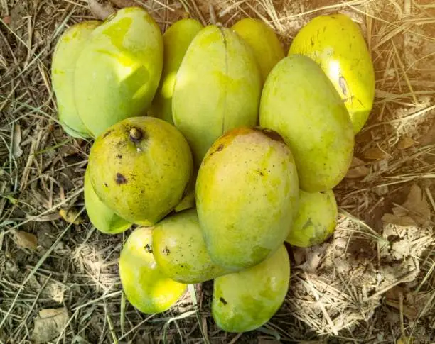 Photo of green mangoes laid out on the ground. mango harvest