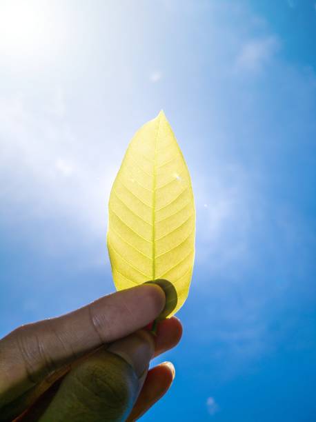 istock one young man's hand holding a leaf, his back to the sun 1440631443