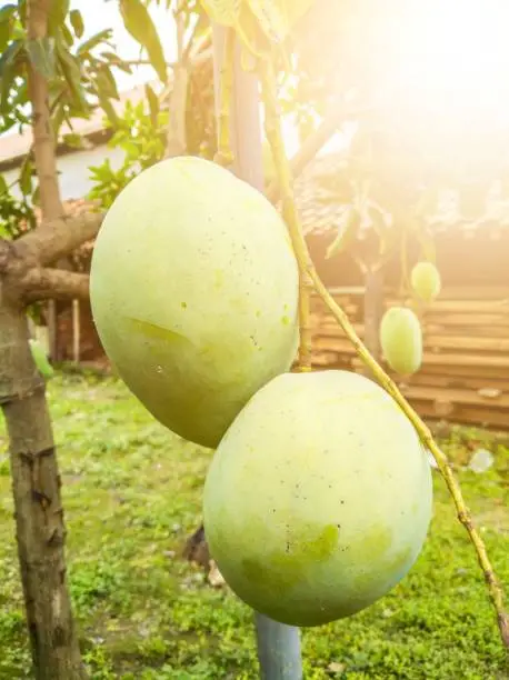 Photo of mango fruit hanging in the yard