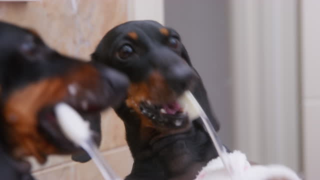 Dachshund dog in home clothes brushes teeth funny licks. Dog dental care.