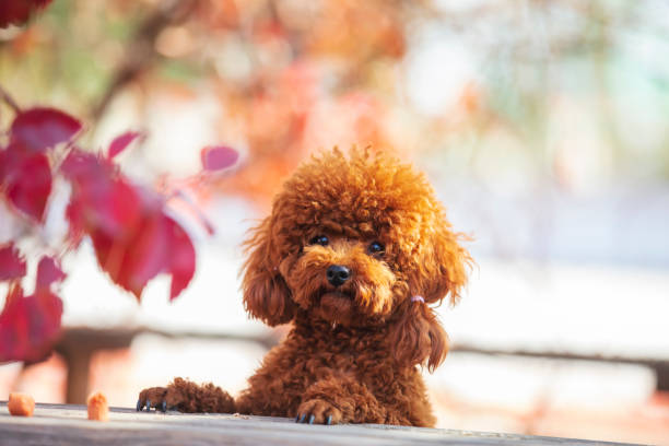 istock A toy poodle in autumn 1440635864