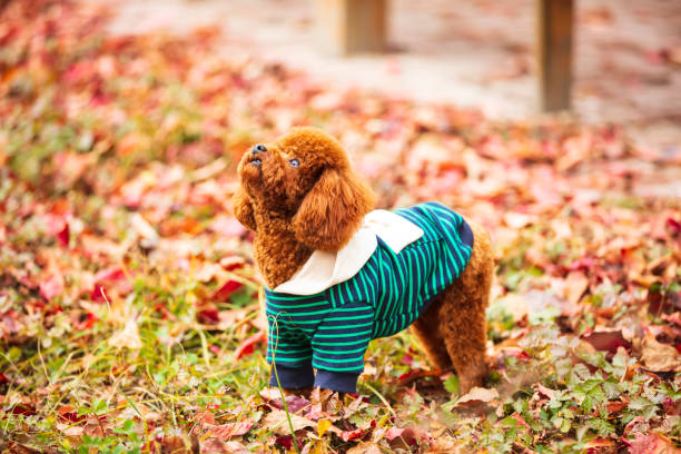 A toy poodle in autumn, beautiful autumn leaves
