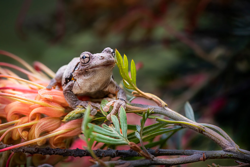 Small Peron’s Tree Frog climbing on a Grevillea tree