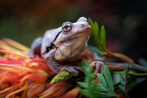 Creative selective focus made layout of 2 frogs on a flower sheltering from the rain in the nature concept