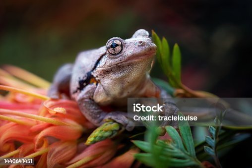 istock Peron's Tree Frog (Litoria peroni) 1440641451