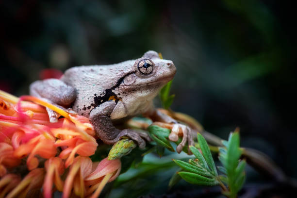 древесная лягушка перона (litoria peroni) - camouflage animal frog tree frog стоковые фото и изображения