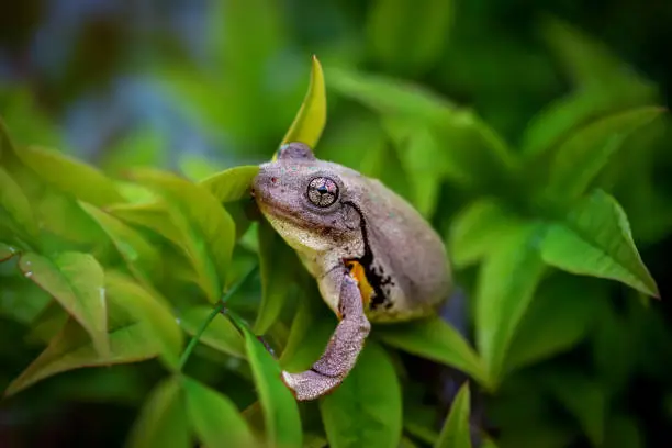 Small Peron’s Tree Frog climbing on a small green shrub
