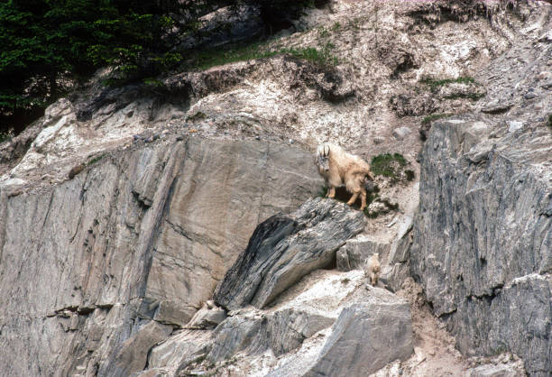 istock Kootenay National Park - Mountain Goat Perched on Rock - 1989 1440641857