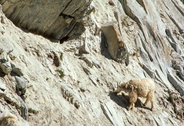 Kootenay National Park - Mountain Goat - 1989