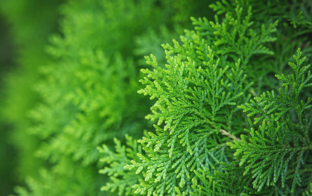 istock natural green plants landscape, ecology, fresh. 1440645058