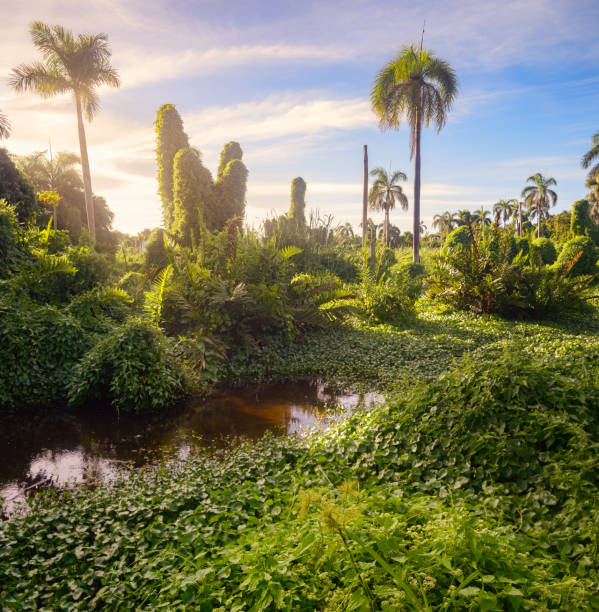 Dominican jungle at sunset with pond