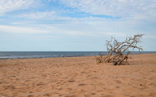 Greenwich beach driftwood art Greenwich beach view with a piece of driftwood on the sand cavendish beach at prince edward island national park canada stock pictures, royalty-free photos & images