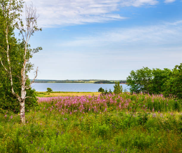 Prince Edward Island field view with wild flowers and ocean waters and blue sky, St Peters bay