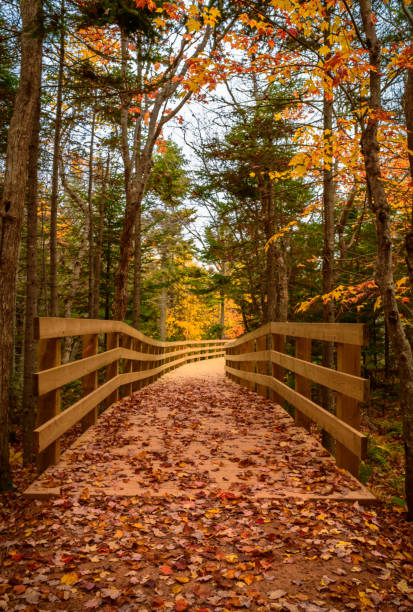fall colours boardwalk trail Boardwalk trail start, fall colour leaves, trail to the beach cavendish beach at prince edward island national park canada stock pictures, royalty-free photos & images