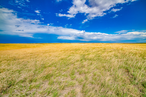 Farming background on windy, stormy day on a golden prairie of tall grass which will feed cattle during upcoming winter in northern Montana, USA.