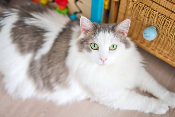 High angle view of white cat relaxing at home