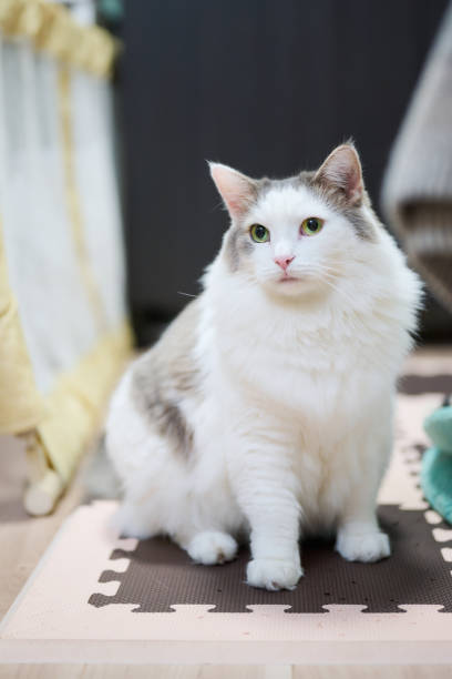 istock White cat sitting on floor at home 1440646562