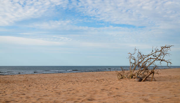 Greenwich Driftwood art 2 Greenwich beach landscape with driftwood on the sand. cavendish beach at prince edward island national park canada stock pictures, royalty-free photos & images