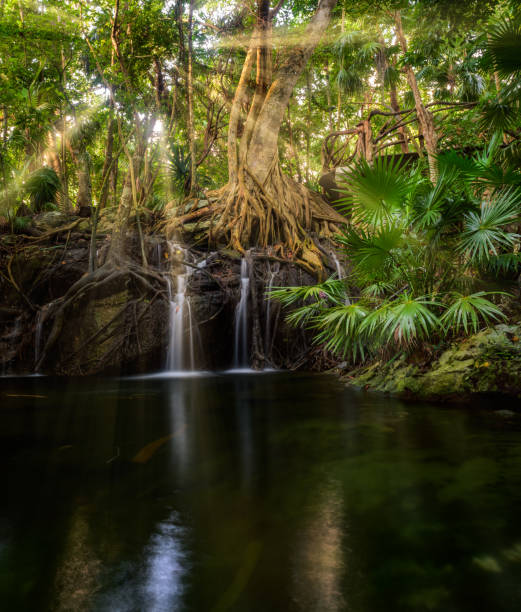 Jungle tree waterfall sunrays stock photo