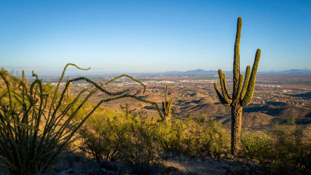 istock Saguaro Cactus growing on desert hills 1440650384