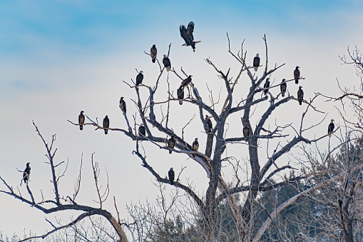 bald eagle perched in autumn tree