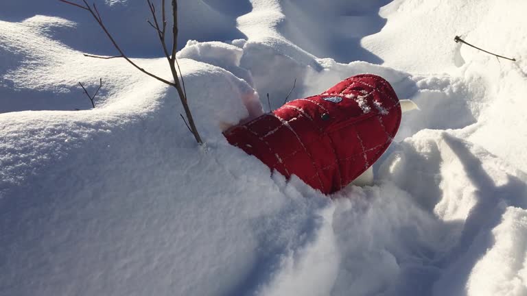 Dog burrowing  in fresh snow