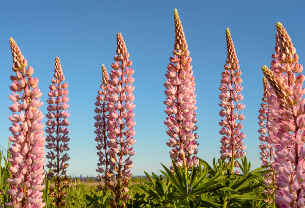 Colourful Lupins in Bloom 5 stock photo