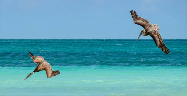 istock Pelican Cuban 4, Cuba 1440651557