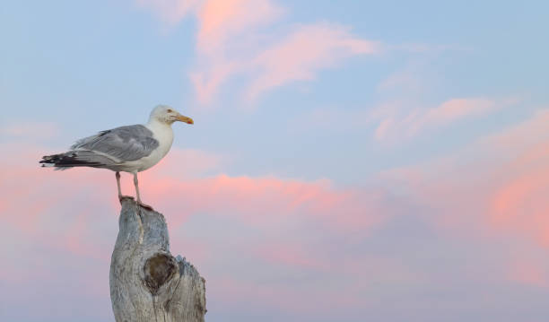 Seagull beautiful sky stock photo