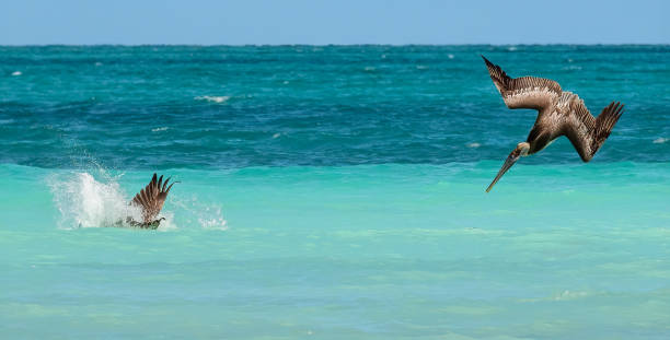 Cuban Pelican Dive 3 stock photo