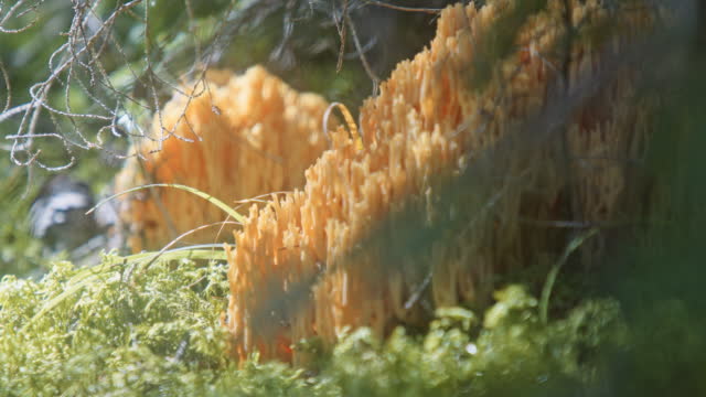 Ramaria aurea, Golden coral mushroom on green meadow.