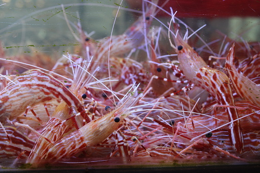 Red Busan shrimp in an market aquarium